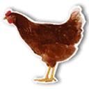 FarmCamps