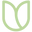 Green Tulip