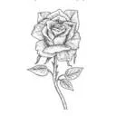 Harkness Roses UK