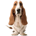 Hush Puppies Australia