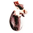 Island Sharks Chocolate