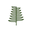 Jackfir