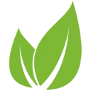 Real Matcha