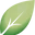 Shiny Leaf